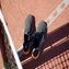 adidas Avacourt 2 Clay aurora black/zero metallic/spark